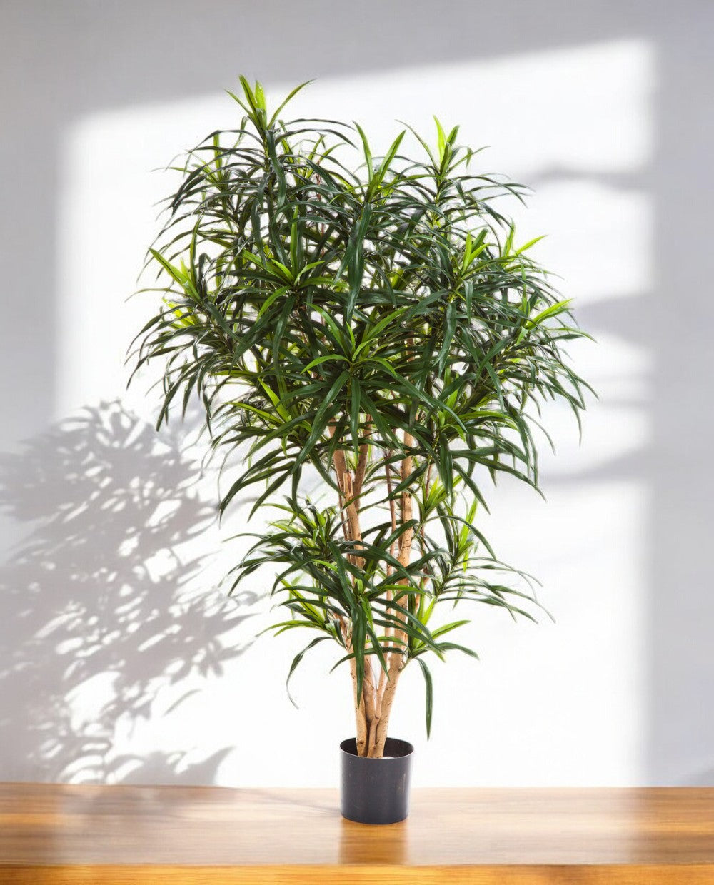 Dracaena Reflexa Anita Branched 120cm 8FW24204N (3)