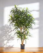 Dracaena Reflexa Anita Branched 120cm 8FW24204N (3)