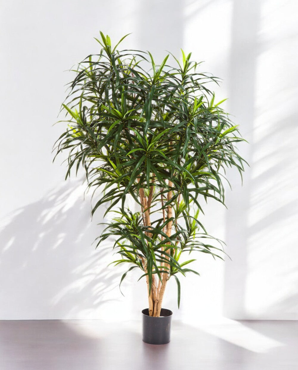 Dracaena Reflexa Anita Branched 120cm 8FW24204N
