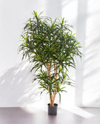 Dracaena Reflexa Anita Branched 120cm 8FW24204N