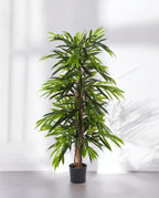 Longifolia Deluxe Tuft 120 and 150