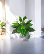 Spathiphyllum Bush White 71cm 8FW1017N (2)