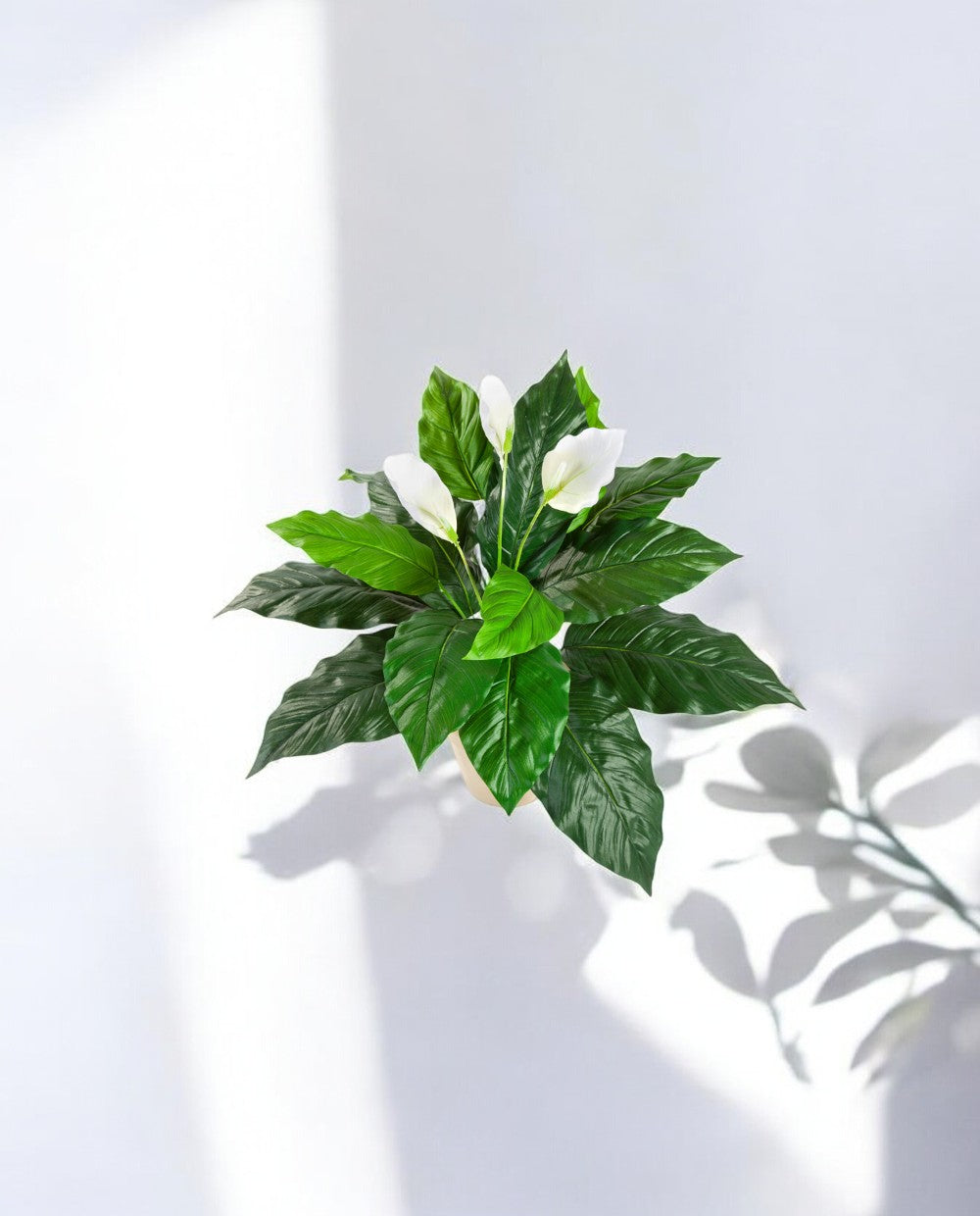 Spathiphyllum Bush White 71cm 8FW1017N