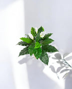 Spathiphyllum Bush White 71cm 8FW1017N