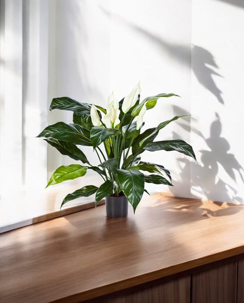Spathiphyllum Bush Dark 73cm 8FW1019N (3)