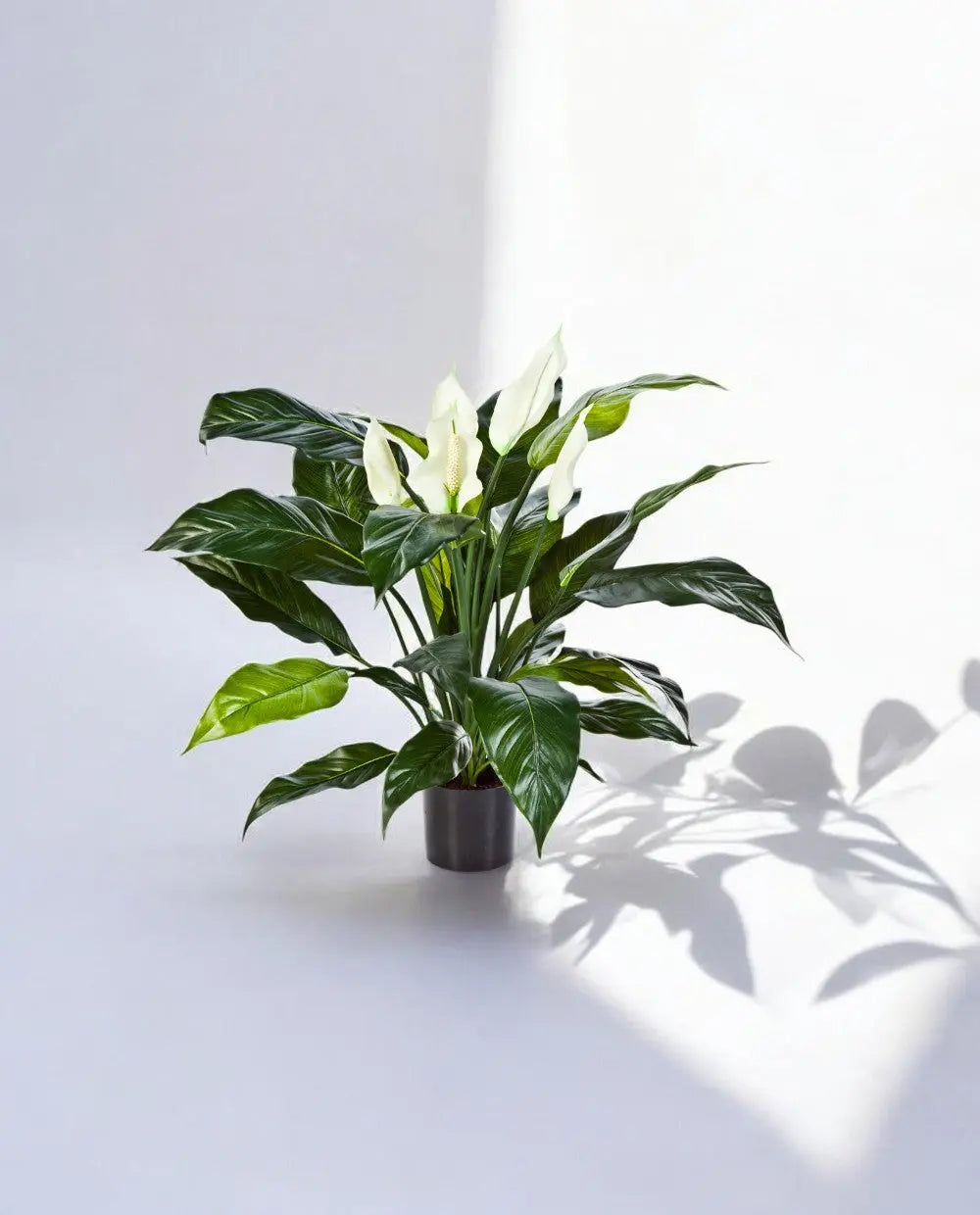 Spathiphyllum Bush Dark 73cm 8FW1019N