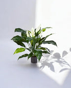 Spathiphyllum Bush Dark 73cm 8FW1019N