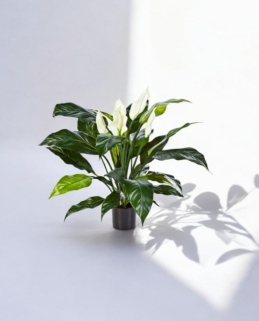 Spathiphyllum Bush Dark 73cm 8FW1019N