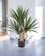 YUCCA BABY 3 BRANCHED 60cm 8YUBAVT10 (2)
