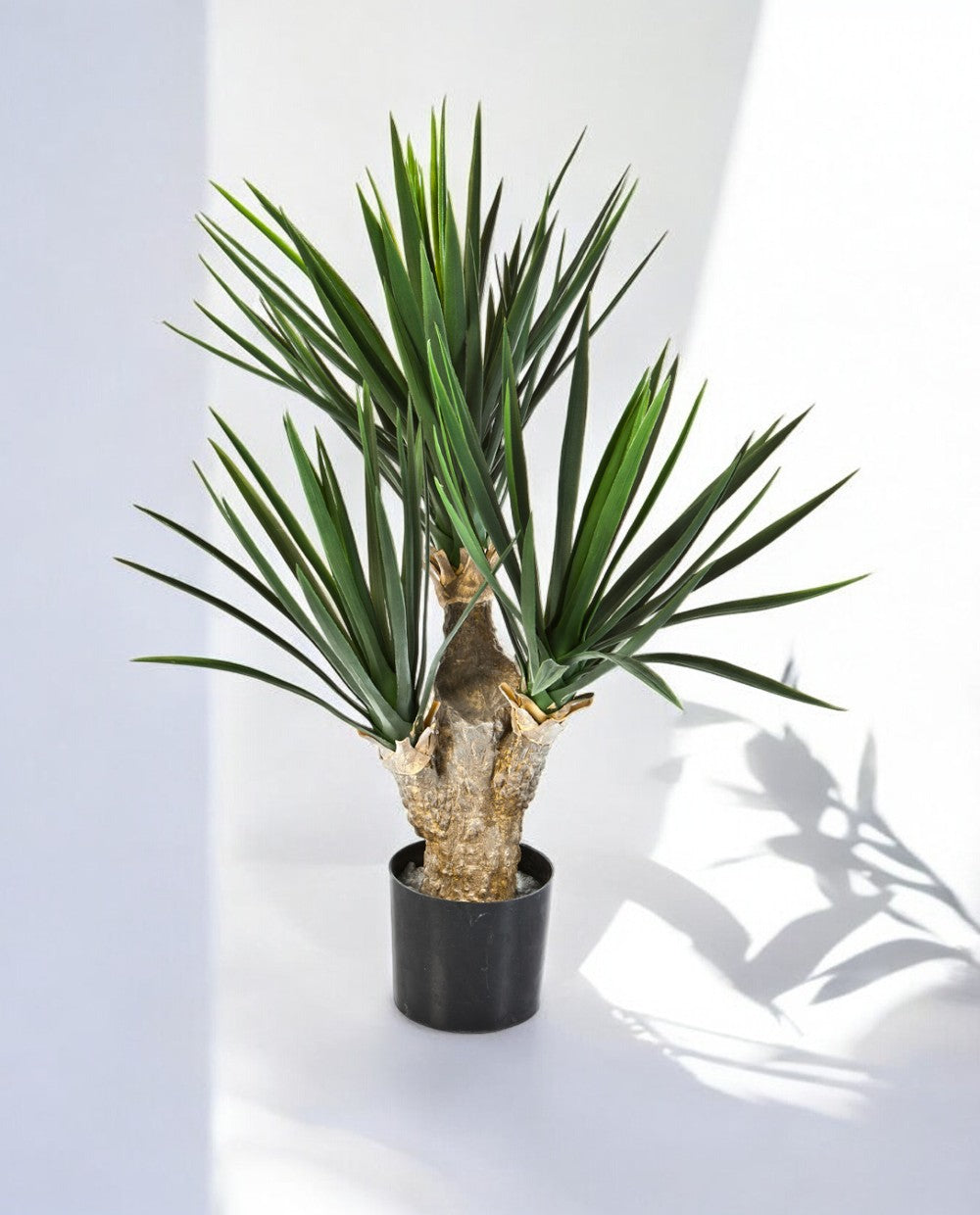 YUCCA BABY 3 BRANCHED 60cm 8YUBAVT10