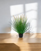 Grass Pennisetum Woodside Bush 55cm 8FW95N055 (3)
