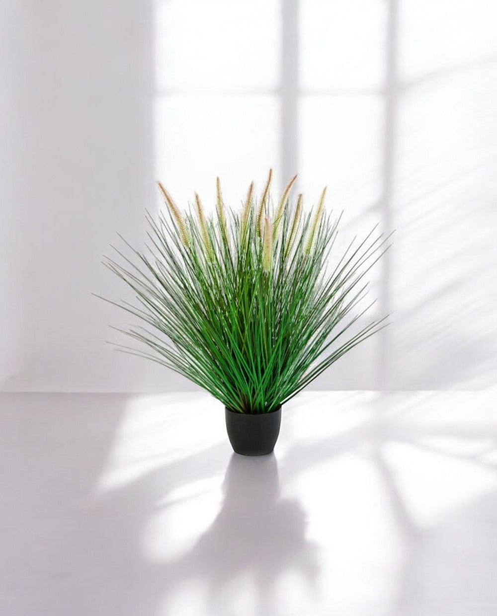 Grass Pennisetum Woodside Bush 55cm 8FW95N055