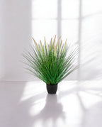 Grass Pennisetum Woodside Bush 55cm 8FW95N055