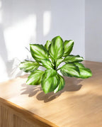 Hosta Bush 55cm 8FW1443NG (3)