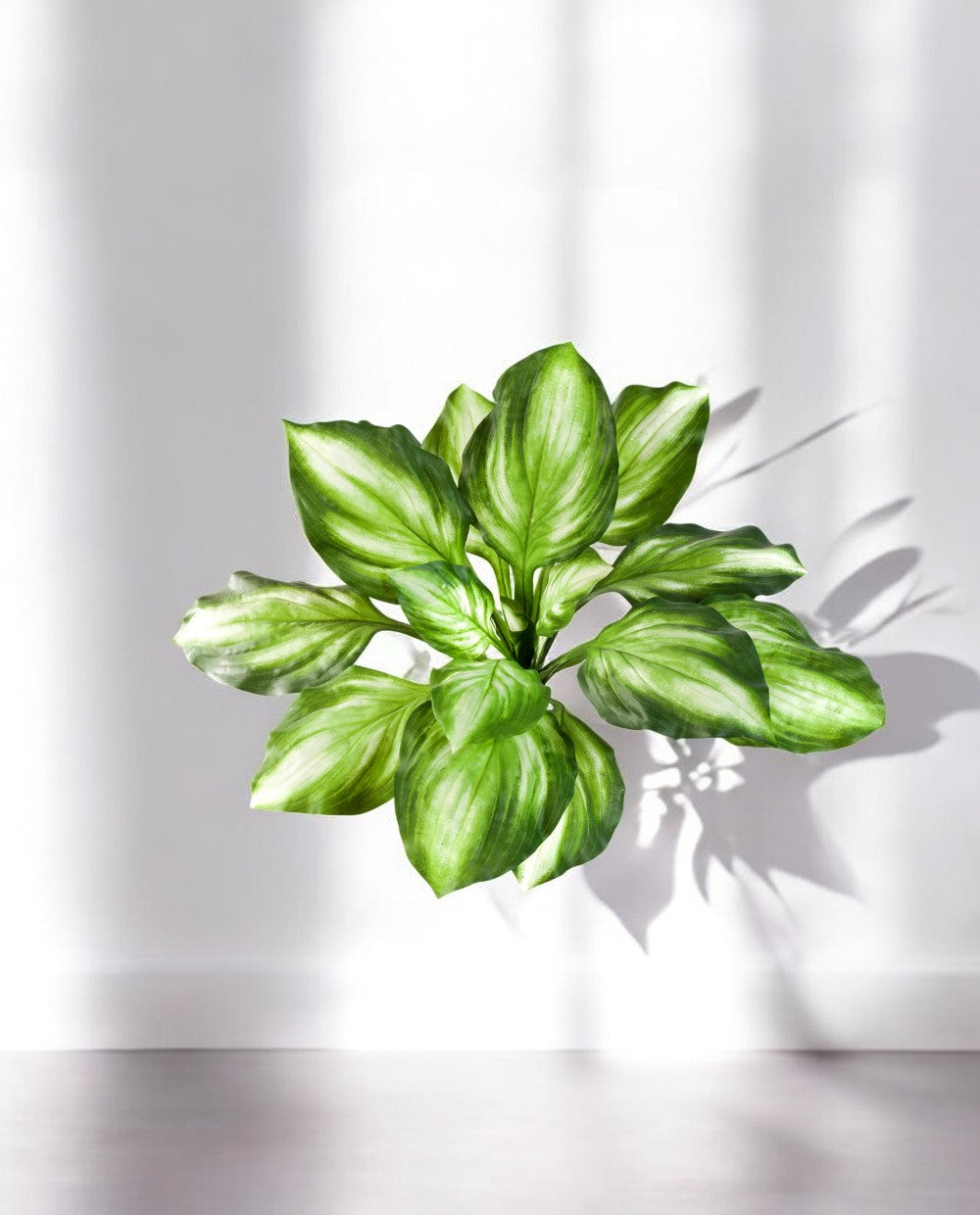 Hosta Bush 55cm 8FW1443NG