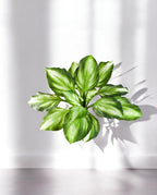 Hosta Bush 55cm 8FW1443NG