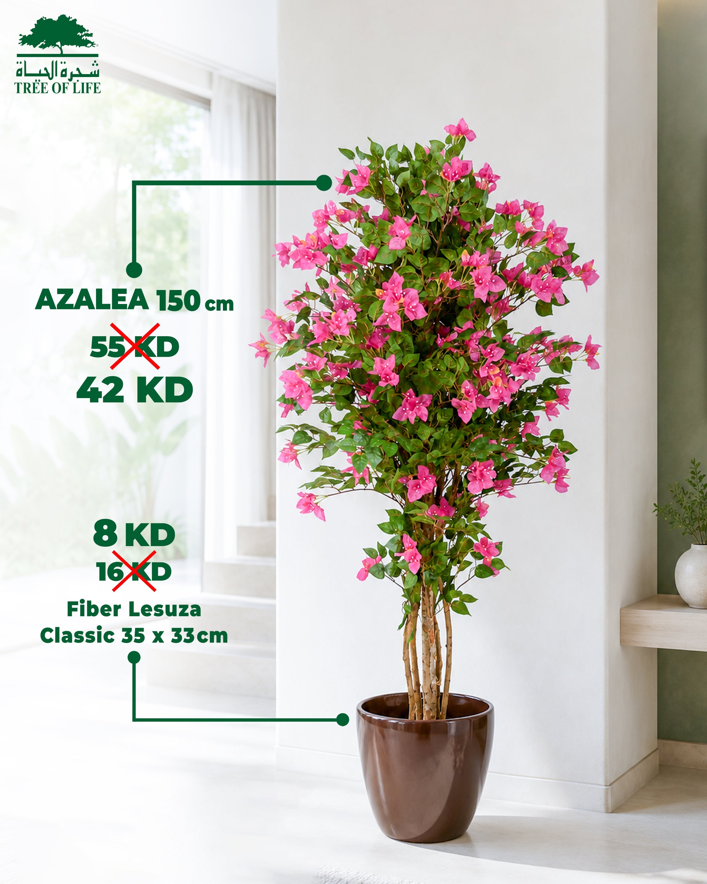 Azaléa 150 cm with Fiber Lesuza Classic Pot – Flash Sale Bundle Tree of Life Kuwait