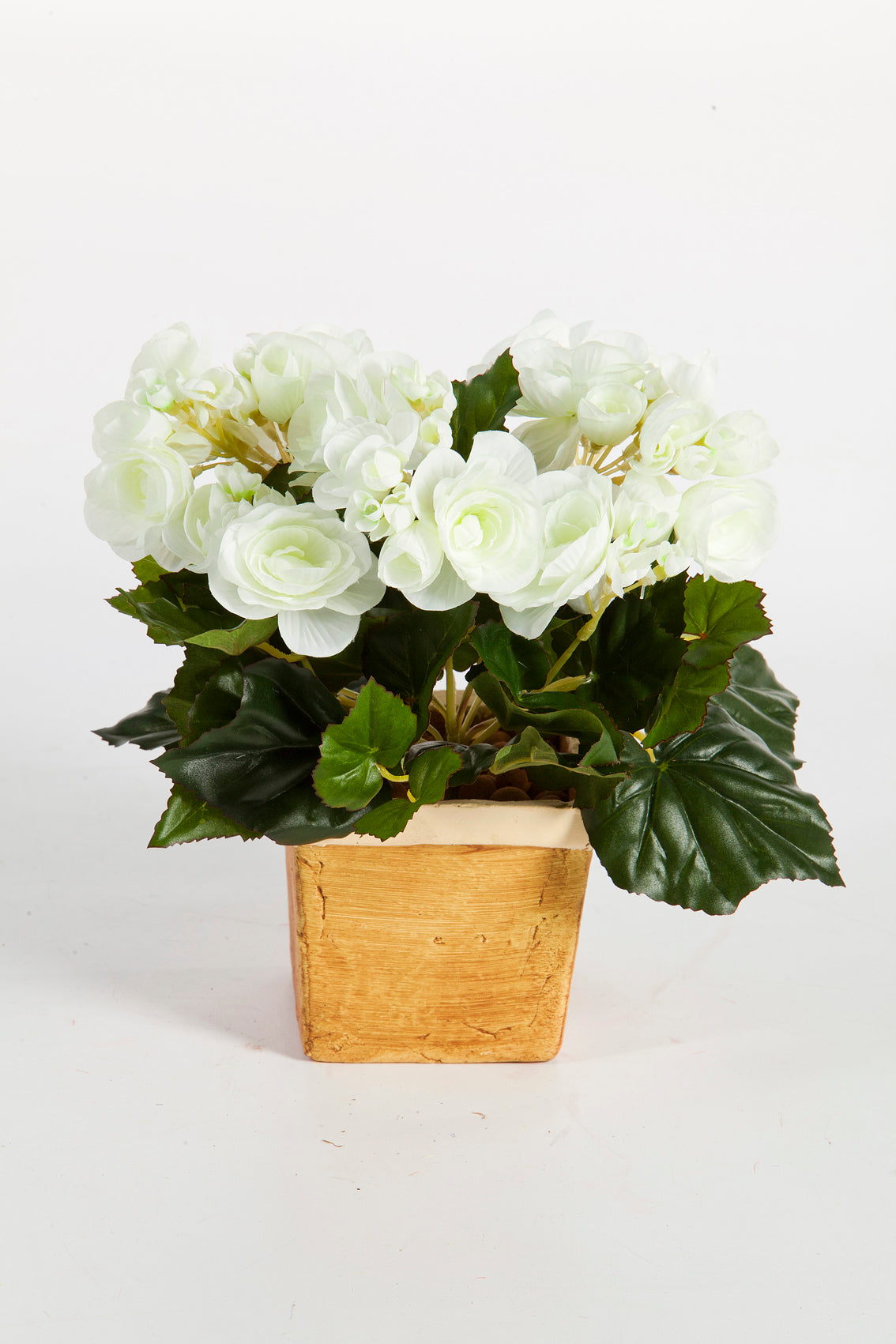 Begonia Bush Beauty - 20 cm Tree of life Kuwait