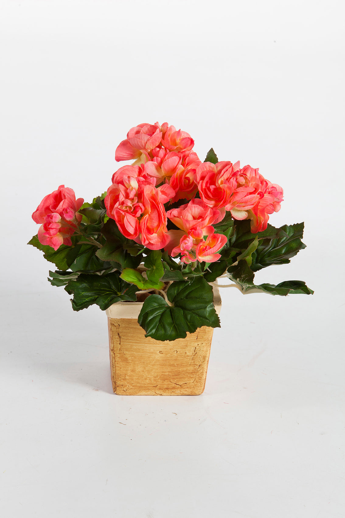 Begonia Bush Beauty - 20 cm Tree of life Kuwait