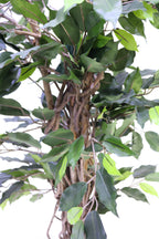 Close-up of the Ficus Liana Deluxe crown, highlighting dense realistic green foliage, natural leaf shapes, and detailed artificial greenery.