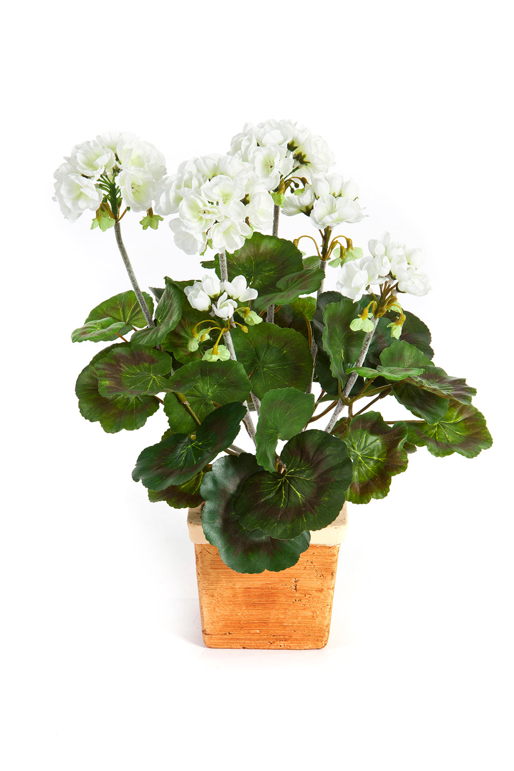 Geranium Bush Tree of Life Kuwait
