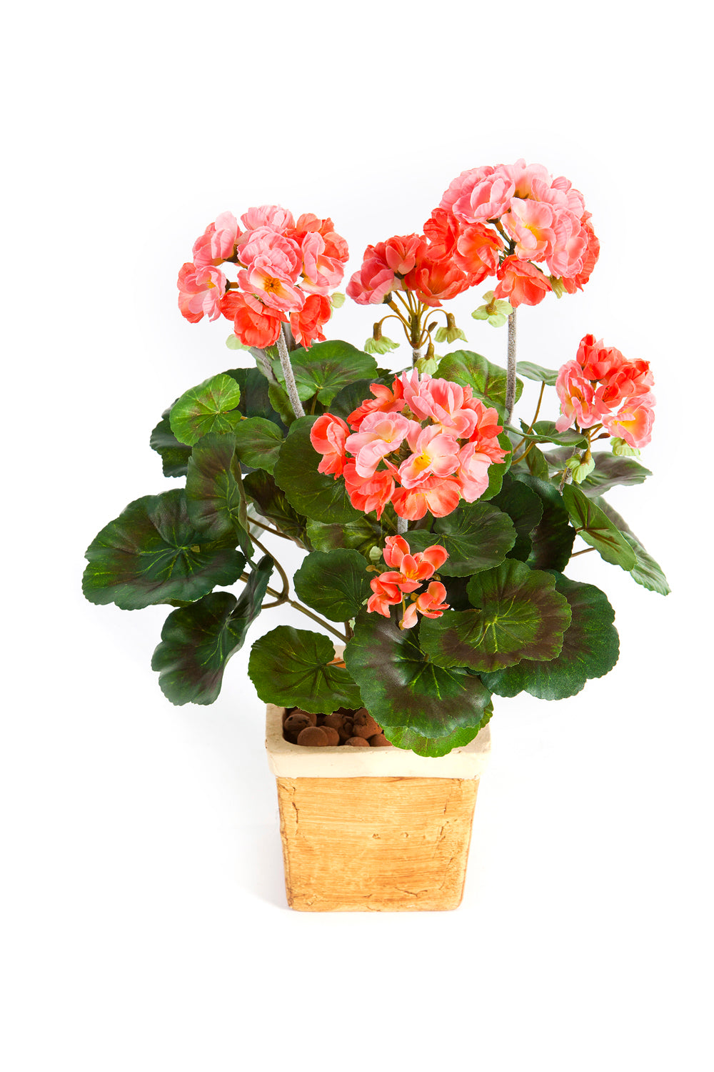 Geranium Bush Tree of Life Kuwait