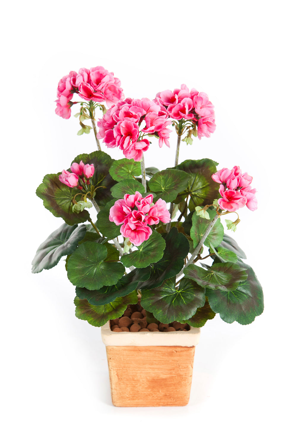 Geranium Bush Tree of Life Kuwait