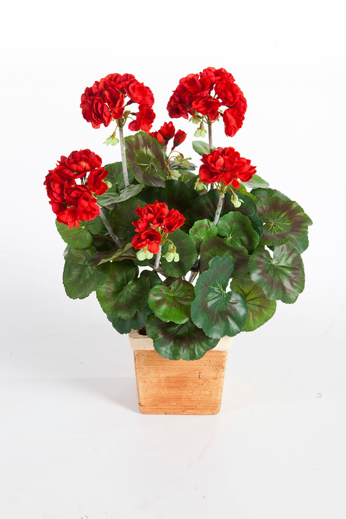 Geranium Bush Tree of Life Kuwait