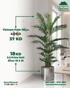 Vietnam Palm 150 cm with S.S Prime Matt Silver Pot – Flash Sale Tree of Life Kuwait