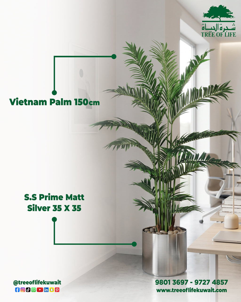 Vietnam Palm 150 cm with S.S Prime Matt Silver Pot – Flash Sale Tree of Life Kuwait