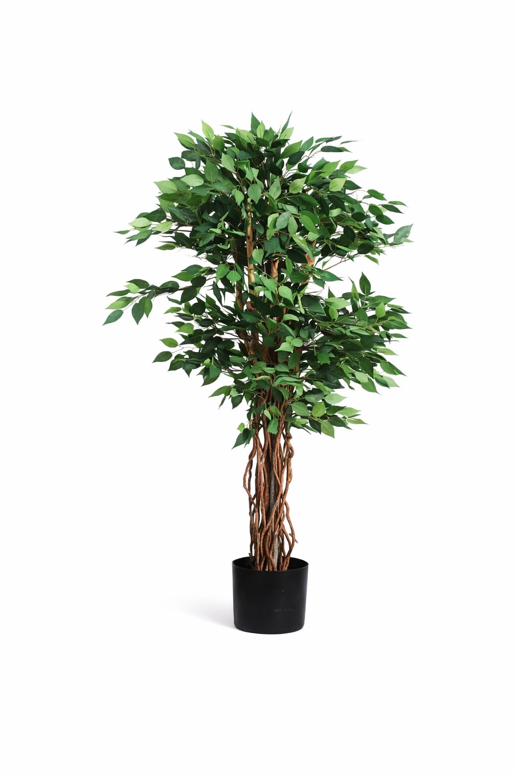 Mini Ficus Tree of Life Kuwait
