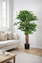 Mini Ficus Tree of Life Kuwait