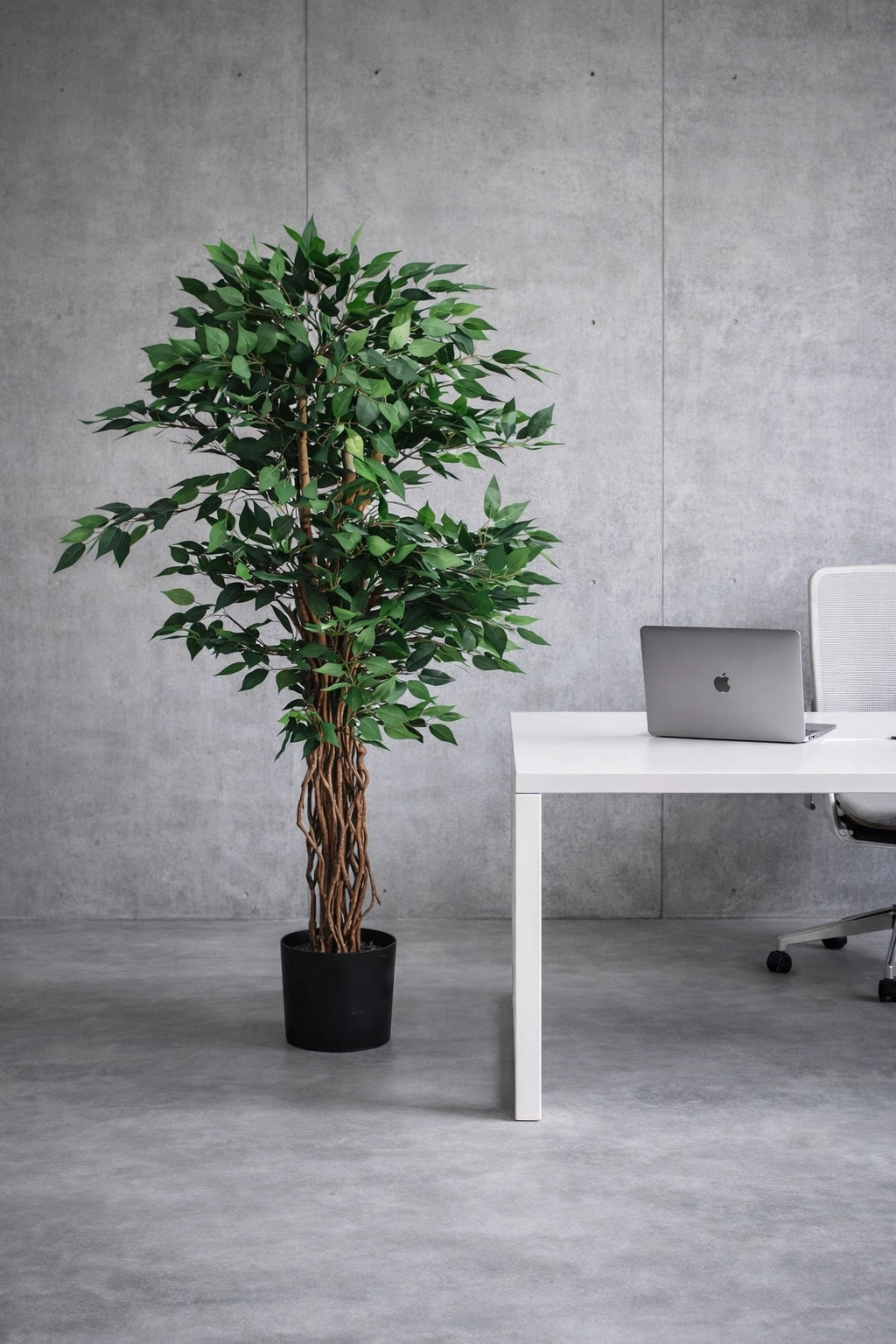 Mini Ficus Tree of Life Kuwait