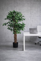 Mini Ficus Tree of Life Kuwait