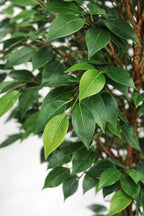Mini Ficus Tree of Life Kuwait