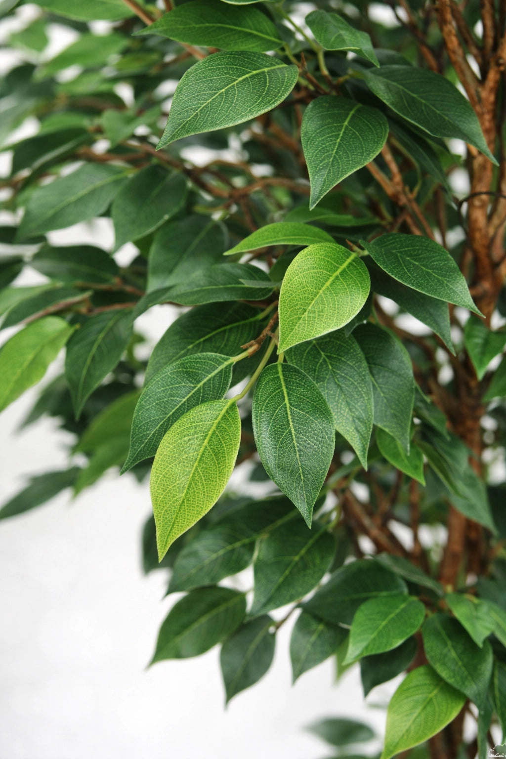 Mini Ficus Tree of Life Kuwait