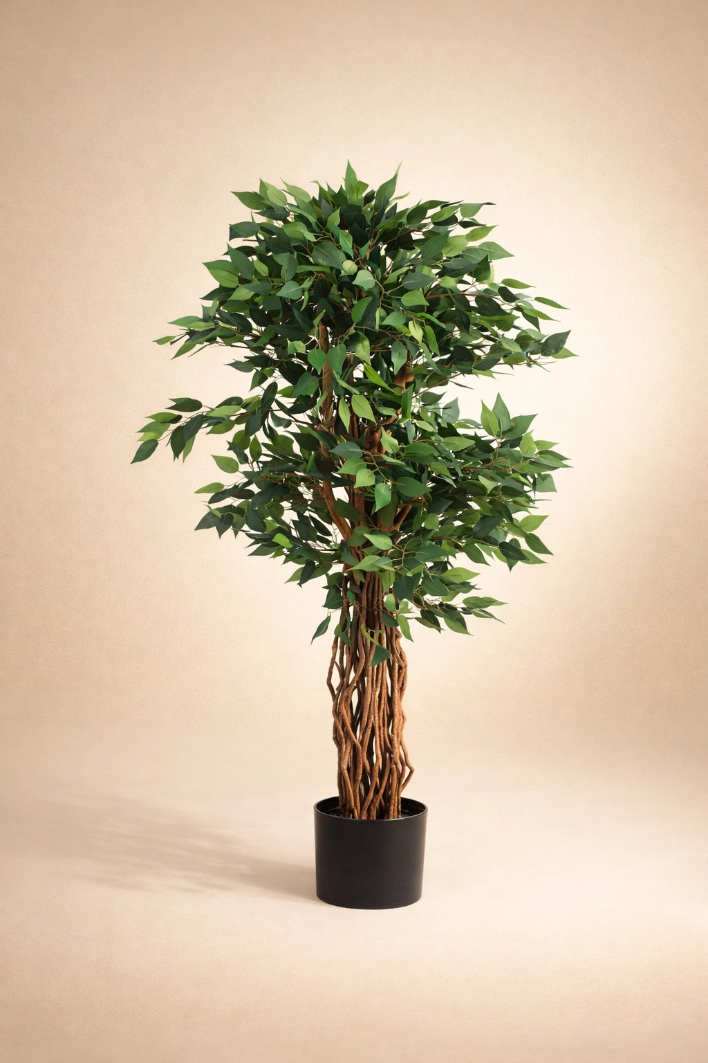 Mini Ficus Tree of Life Kuwait