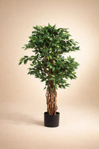 Mini Ficus Tree of Life Kuwait