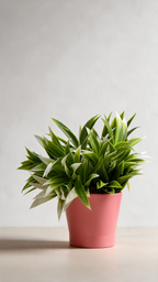 Podocorpus Ceramic Table Top Plant in A pink ceramic pot by Tree of Life Kuwait 