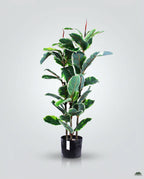 Elastic Rubber Tree Artificial Plant Kuwait Tree of Life Kuwait