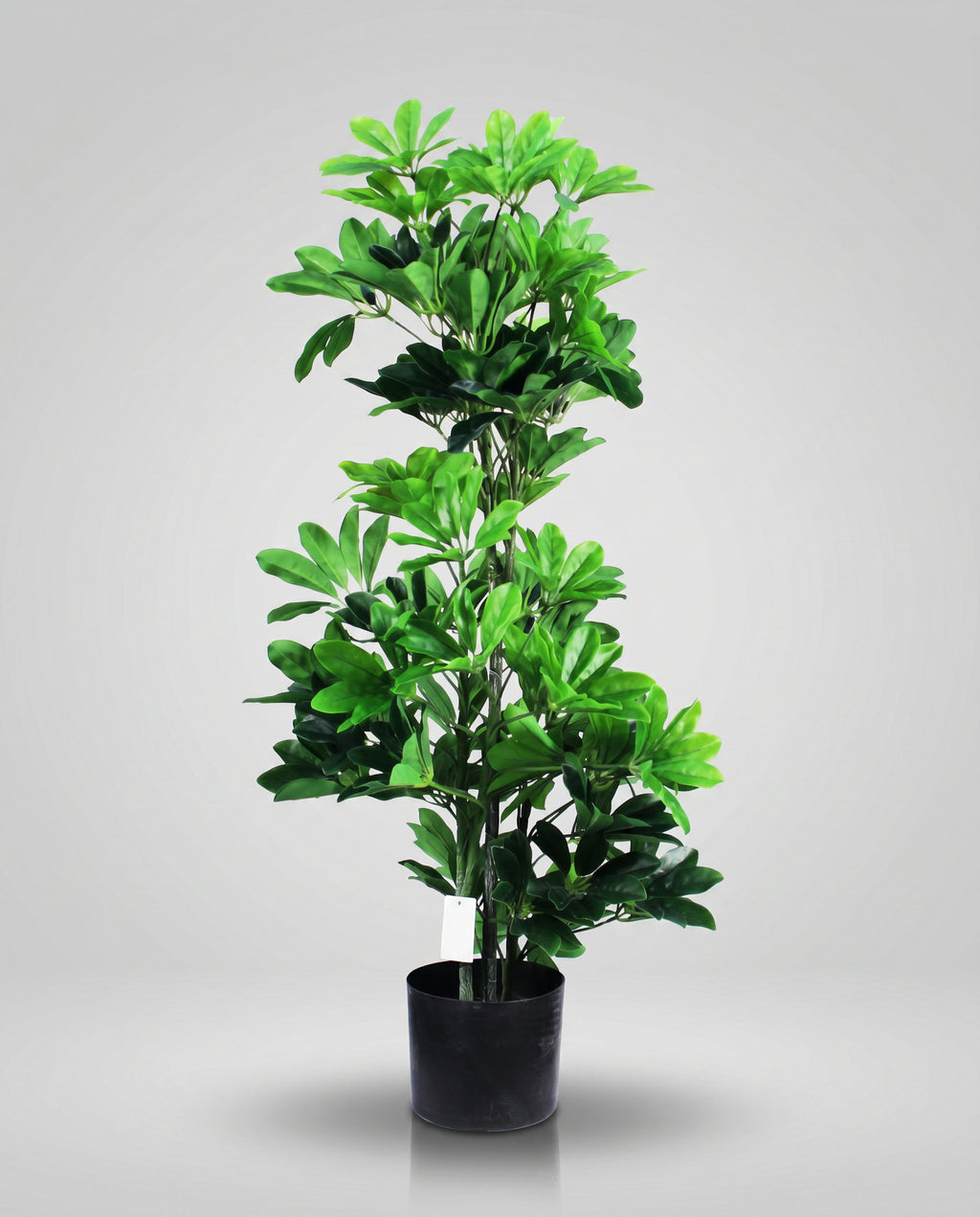 Schefflera Artificial Plant