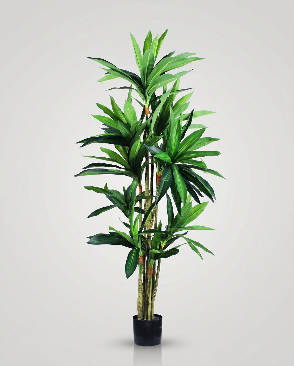 Dracaena Sanderiana Artificial Plant Kuwait Tree of Life Kuwait