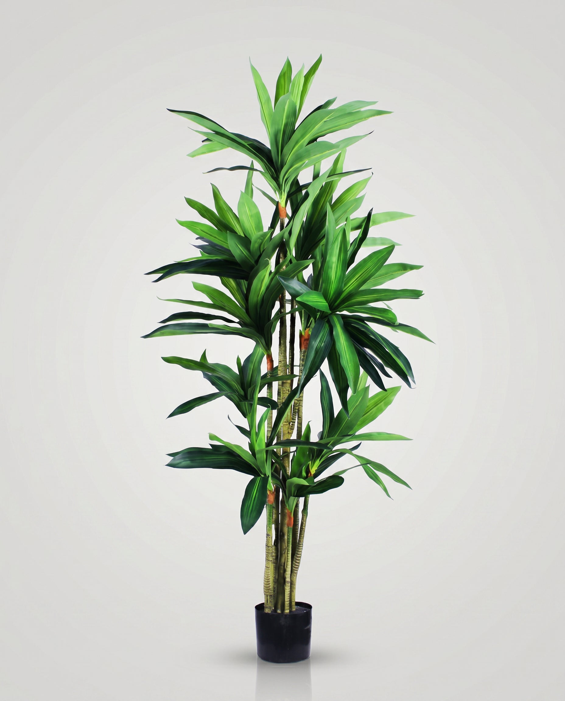 Dracaena Sanderiana Artificial Plant Kuwait Tree of Life Kuwait
