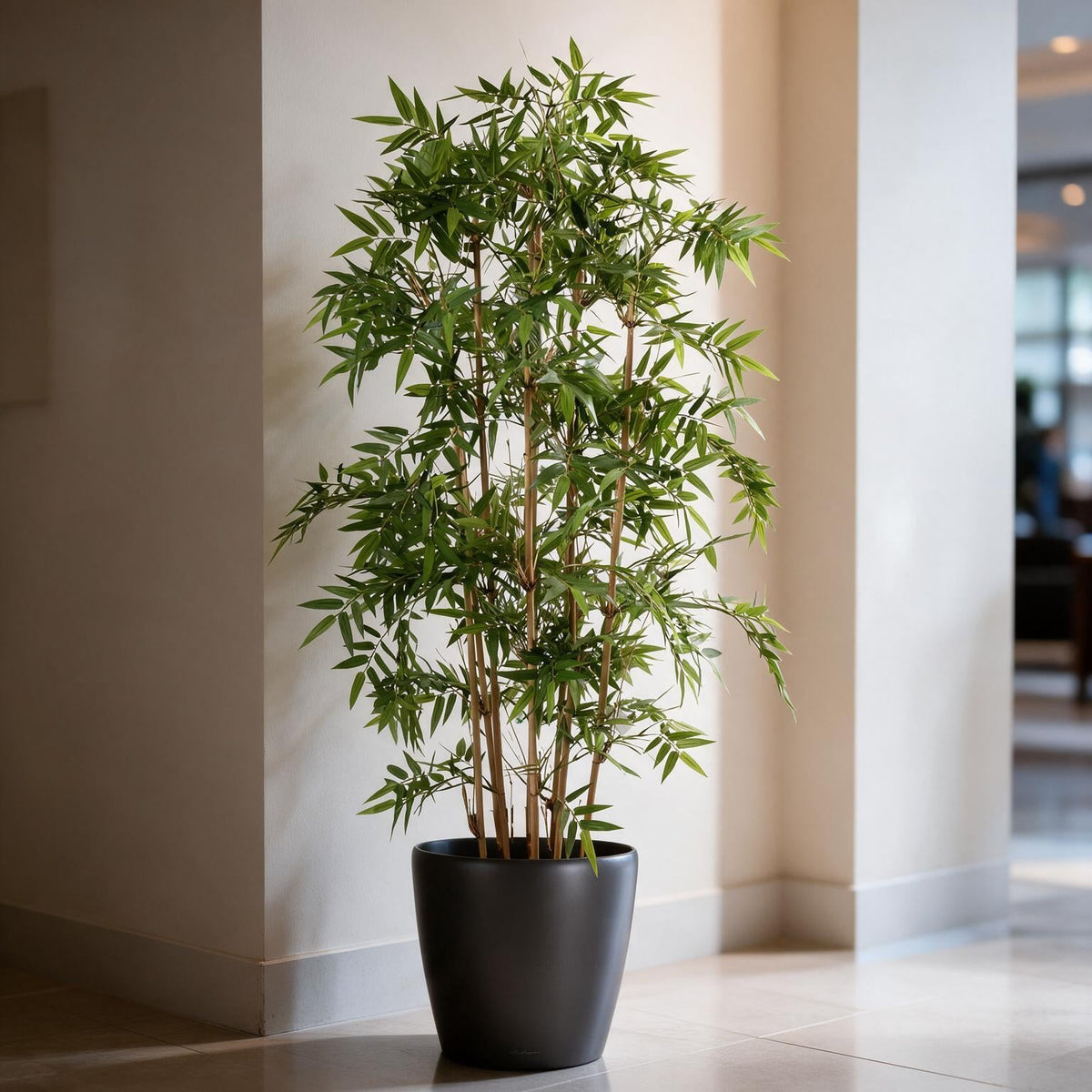 Chinese Bamboo In a black Fiber pot