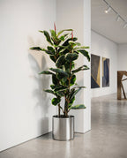 Elastic Rubber Tree Artificial Plant Kuwait Tree of Life Kuwait