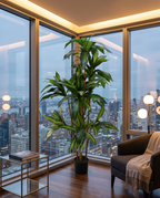Dracaena Sanderiana Artificial Plant Kuwait Tree of Life Kuwait