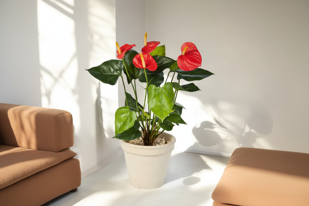 Red Anthurium Variant