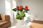 Red Anthurium Variant