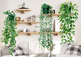 Hanging Plant