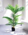 ARECA PALM 90cm AR90(b)